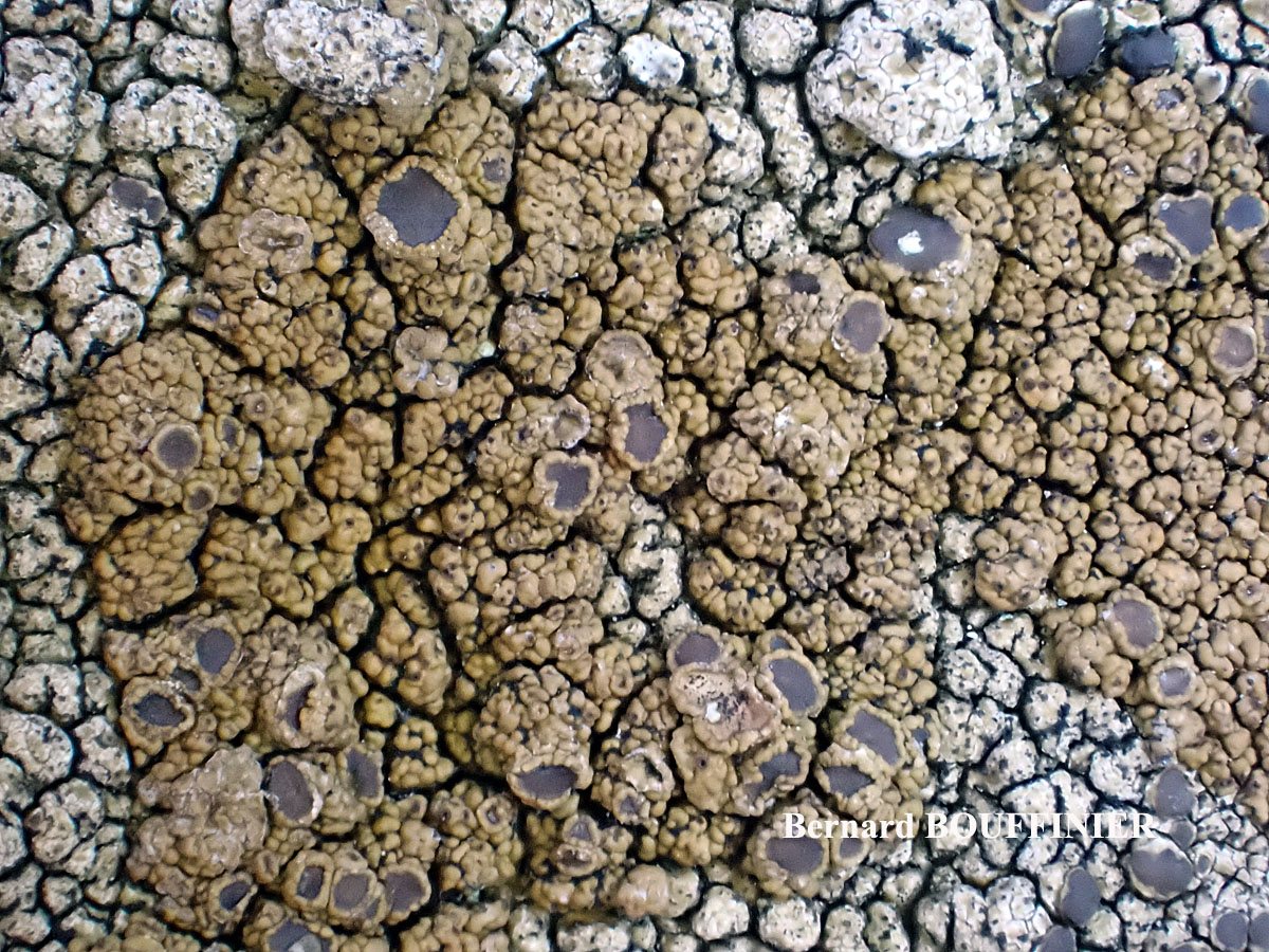 Protoparmelia montagnei chemo aquilina forme de régénérescence.